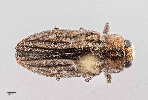  (Chrysobothris beyeri - UAIC1125834)  @11 [ ] by (2021) Wendy Moore University of Arizona Insect Collection