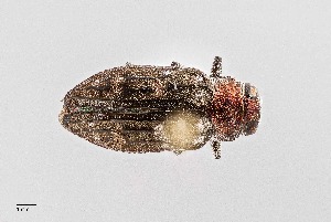  (Chrysobothris cuprascens - UAIC1125835)  @11 [ ] by (2021) Wendy Moore University of Arizona Insect Collection