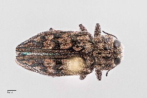  (Chrysobothris exesa - UAIC1125837)  @11 [ ] by (2021) Wendy Moore University of Arizona Insect Collection