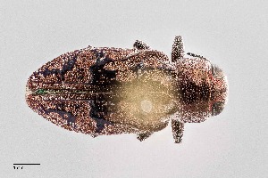  (Chrysobothris ignicollis - UAIC1125838)  @11 [ ] by (2021) Wendy Moore University of Arizona Insect Collection