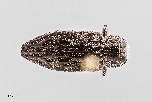  (Chrysobothris libonoti - UAIC1125840)  @11 [ ] by (2021) Wendy Moore University of Arizona Insect Collection