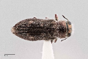  (Chrysobothris lixa - UAIC1125842)  @11 [ ] by (2021) Wendy Moore University of Arizona Insect Collection
