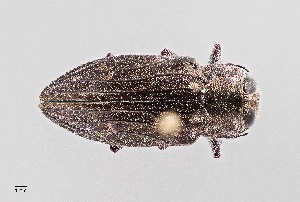  (Chrysobothris merkelii - UAIC1125843)  @11 [ ] by (2021) Wendy Moore University of Arizona Insect Collection