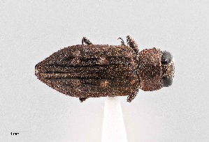  (Chrysobothris rossi - UAIC1125845)  @11 [ ] by (2021) Wendy Moore University of Arizona Insect Collection