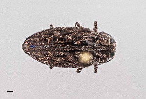 (Chrysobothris woodgatei - UAIC1125846)  @11 [ ] by (2021) Wendy Moore University of Arizona Insect Collection