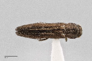  (Agrilus abditus - UAIC1125850)  @11 [ ] by (2021) Wendy Moore University of Arizona Insect Collection
