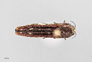  (Agrilus cavatus - UAIC1125852)  @11 [ ] by (2021) Wendy Moore University of Arizona Insect Collection