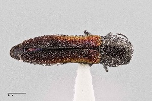  (Agrilus duncani - UAIC1125855)  @11 [ ] by (2021) Wendy Moore University of Arizona Insect Collection