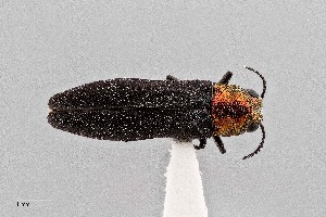  (Agrilus heterothecae - UAIC1125860)  @11 [ ] by (2021) Wendy Moore University of Arizona Insect Collection