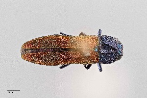  (Agrilus restrictus - UAIC1125868)  @11 [ ] by (2021) Wendy Moore University of Arizona Insect Collection