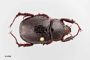  ( - UAIC1125890)  @11 [ ] by (2021) Wendy Moore University of Arizona Insect Collection