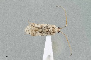  ( - UAIC1135502)  @11 [ ] by (2021) Wendy Moore University of Arizona Insect Collection