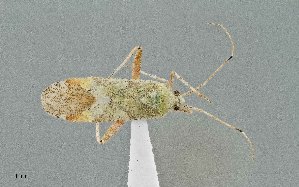  (Phytocoris geniculatus - UAIC1135503)  @11 [ ] by (2021) Wendy Moore University of Arizona Insect Collection