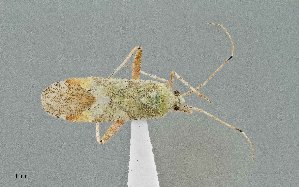  (Phytocoris geniculatus - UAIC1135503)  @11 [ ] by (2021) Wendy Moore University of Arizona Insect Collection