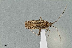  ( - UAIC1135511)  @11 [ ] by (2021) Wendy Moore University of Arizona Insect Collection
