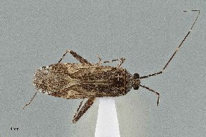  (Phytocoris borregoi - UAIC1135513)  @11 [ ] by (2021) Wendy Moore University of Arizona Insect Collection