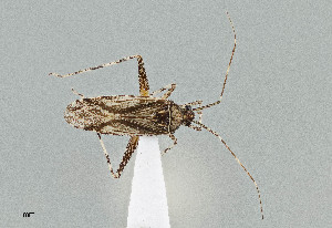  (Phytocoris minituberculatus - UAIC1135517)  @11 [ ] by (2021) Wendy Moore University of Arizona Insect Collection