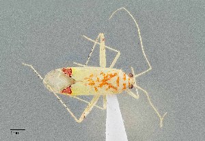  (Phytocoris rubrocuneatus - UAIC1135520)  @11 [ ] by (2021) Wendy Moore University of Arizona Insect Collection