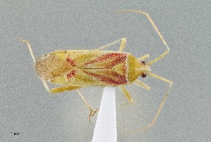  (Phytocoris roseotinctus - UAIC1135526)  @11 [ ] by (2021) Wendy Moore University of Arizona Insect Collection