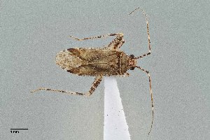  (Phytocoris juniperanus - UAIC1135530)  @11 [ ] by (2021) Wendy Moore University of Arizona Insect Collection