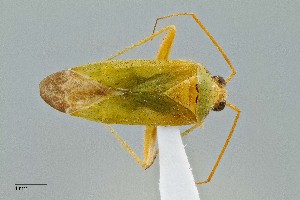  ( - UAIC1135532)  @11 [ ] by (2021) Wendy Moore University of Arizona Insect Collection