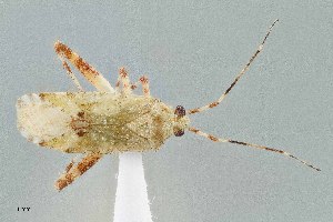  (Phytocoris electilis - UAIC1135534)  @11 [ ] by (2021) Wendy Moore University of Arizona Insect Collection