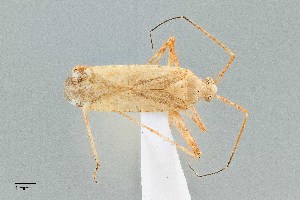  ( - UAIC1135535)  @11 [ ] by (2021) Wendy Moore University of Arizona Insect Collection