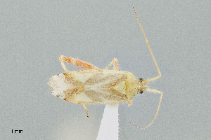  (Phytocoris seminotatus - UAIC1135536)  @11 [ ] by (2021) Wendy Moore University of Arizona Insect Collection