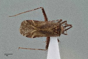  (Phytocoris cercocarpi - UAIC1135537)  @11 [ ] by (2021) Wendy Moore University of Arizona Insect Collection