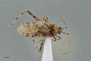 ( - UAIC1135538)  @11 [ ] by (2021) Wendy Moore University of Arizona Insect Collection