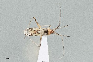  ( - UAIC1135539)  @11 [ ] by (2021) Wendy Moore University of Arizona Insect Collection