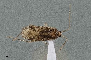  ( - UAIC1135540)  @11 [ ] by (2021) Wendy Moore University of Arizona Insect Collection