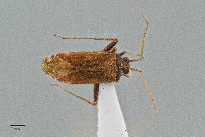  ( - UAIC1135541)  @11 [ ] by (2021) Wendy Moore University of Arizona Insect Collection