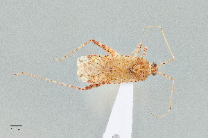  (Phytocoris navajo - UAIC1135547)  @11 [ ] by (2021) Wendy Moore University of Arizona Insect Collection