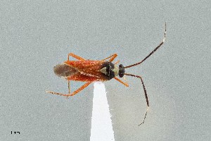  (Garganus - UAIC1135554)  @11 [ ] by (2021) Wendy Moore University of Arizona Insect Collection