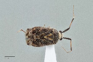 (Lampethusa nicholi - UAIC1135559)  @11 [ ] by (2021) Wendy Moore University of Arizona Insect Collection