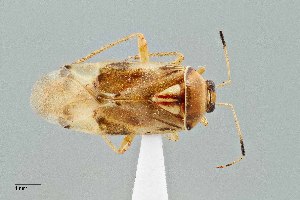  (Lygocoris deraeocorides - UAIC1135560)  @11 [ ] by (2021) Wendy Moore University of Arizona Insect Collection