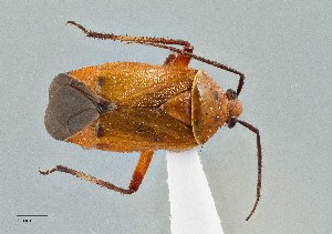  (Neocapsus fasciativentris - UAIC1135562)  @11 [ ] by (2021) Wendy Moore University of Arizona Insect Collection