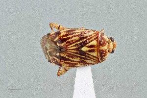 (Taedia fasciola - UAIC1135567)  @11 [ ] by (2021) Wendy Moore University of Arizona Insect Collection