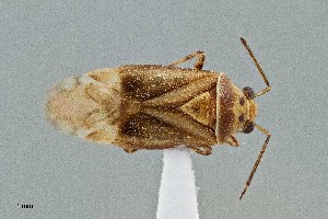  ( - UAIC1135570)  @11 [ ] by (2021) Wendy Moore University of Arizona Insect Collection