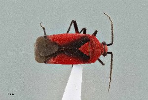  ( - UAIC1135573)  @11 [ ] by (2021) Wendy Moore University of Arizona Insect Collection
