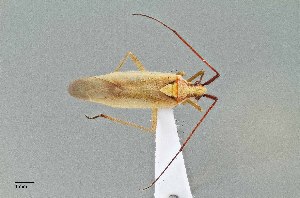  (Autumnimiris koebelei - UAIC1135575)  @11 [ ] by (2021) Wendy Moore University of Arizona Insect Collection