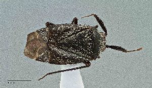  (Atractotomus albidicoxis - UAIC1135579)  @11 [ ] by (2021) Wendy Moore University of Arizona Insect Collection