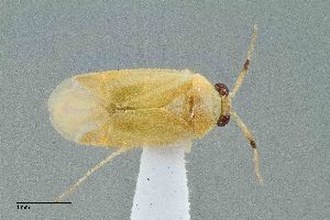  (Atractotomus prosopidis - UAIC1135581)  @11 [ ] by (2021) Wendy Moore University of Arizona Insect Collection