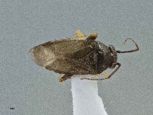  ( - UAIC1135584)  @11 [ ] by (2021) Wendy Moore University of Arizona Insect Collection