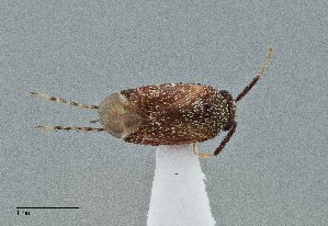  ( - UAIC1135591)  @11 [ ] by (2021) Wendy Moore University of Arizona Insect Collection