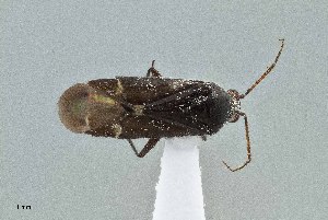  (Guentherocoris - UAIC1135594)  @11 [ ] by (2021) Wendy Moore University of Arizona Insect Collection