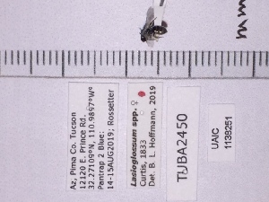  (Lasioglossum minckleyi - UAIC1138251)  @11 [ ] by (2021) Wendy Moore University of Arizona, Insect Collection