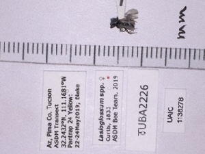  (Lasioglossum melanasiae - UAIC1138278)  @11 [ ] by (2021) Wendy Moore University of Arizona, Insect Collection