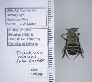  (Trachusa manni - UAIC1138689)  @11 [ ] by (2021) Wendy Moore University of Arizona Insect Collection
